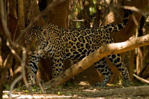 jaguar